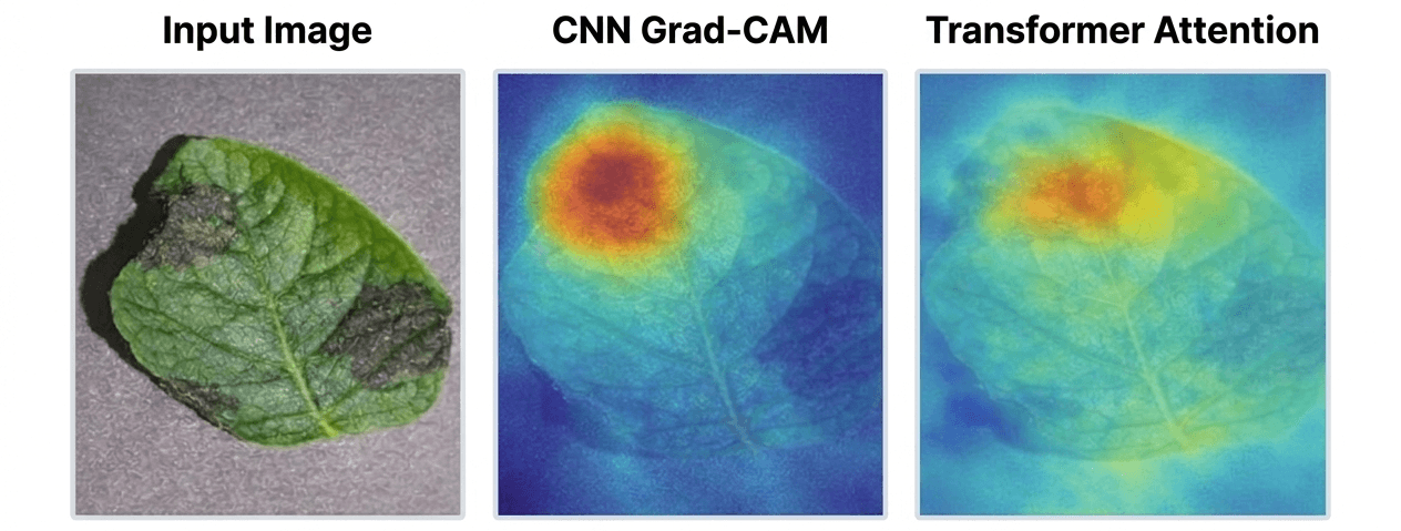 A diseased potato leaf beside the CNN's Grad-CAM map, concentrated on one lesion, and the transformer's attention map, spread across the leaf.