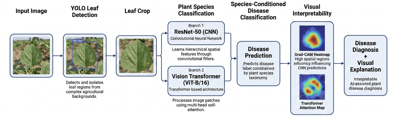 Pipeline diagram: input image, YOLO leaf detection, leaf crop, species classification with parallel ResNet-50 and ViT-B/16 branches, species-conditioned disease prediction, and Grad-CAM and attention map outputs.